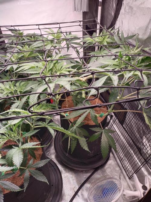 Bruce Banner#3. Week 8