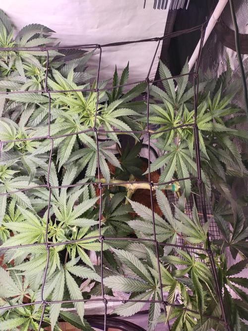 Bruce Banner#3. Week 8