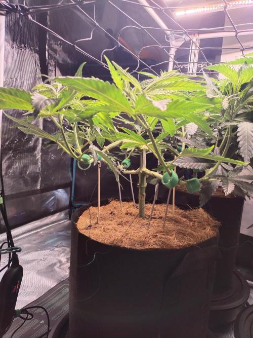 Bruce Banner#3. Week 8