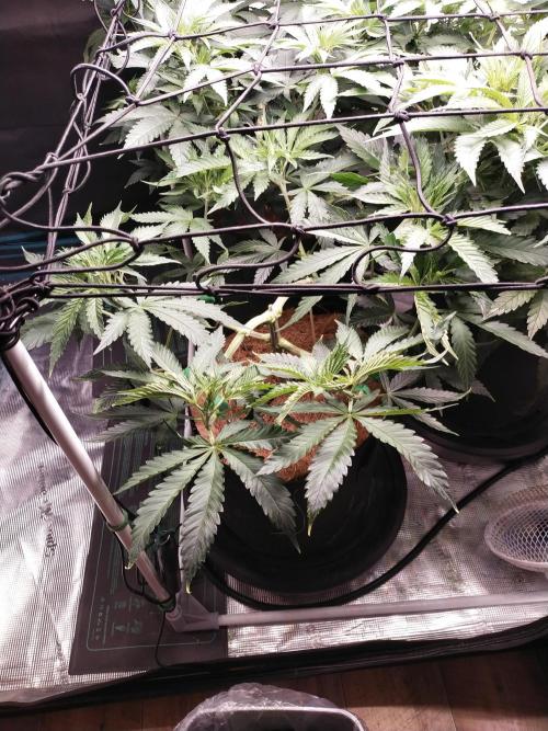 Bruce Banner#3. Week 8