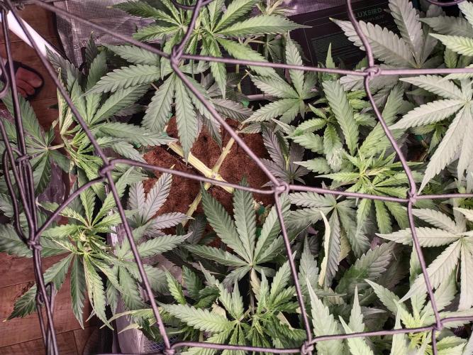 Bruce Banner#3. Week 8