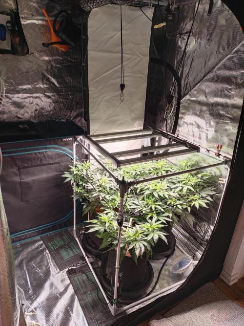 Bruce Banner#3. Week 8