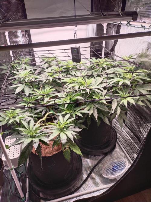 Bruce Banner#3. Week 8