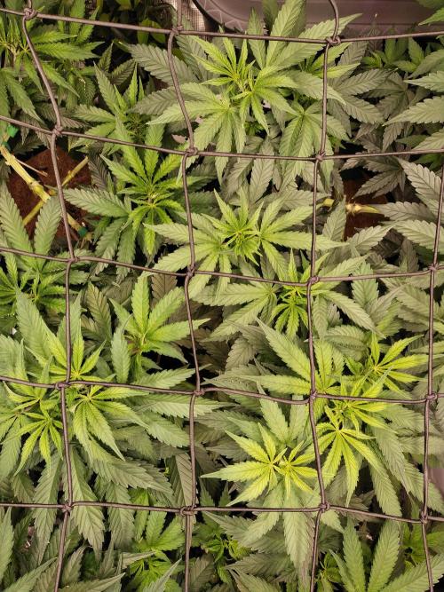 Bruce Banner#3. Week 8
