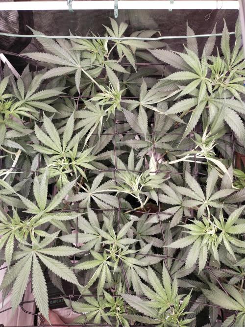 Bruce Banner#3. Week 9