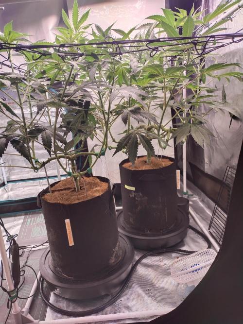 Bruce Banner#3. Week 9