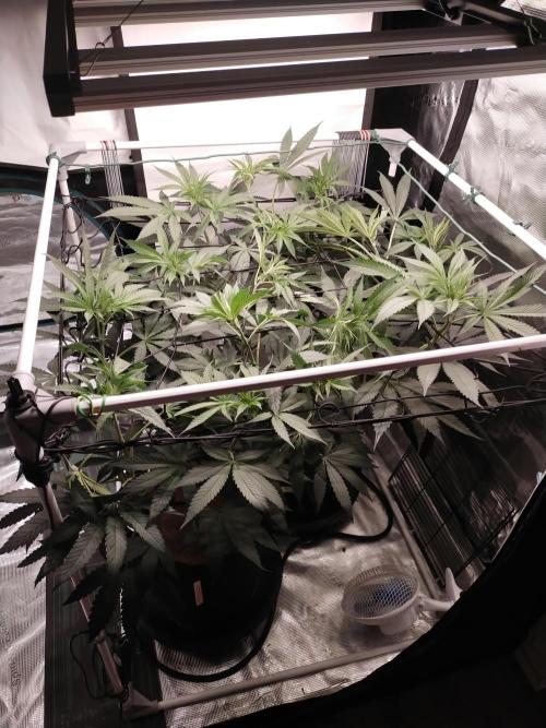 Bruce Banner#3. Week 9