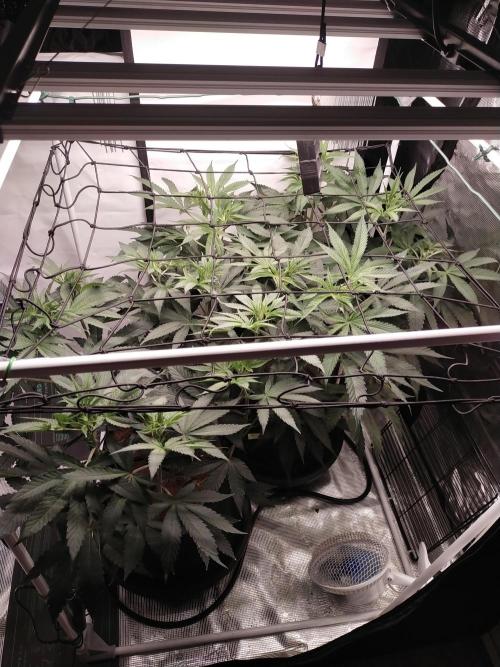 Bruce Banner#3. Week 9