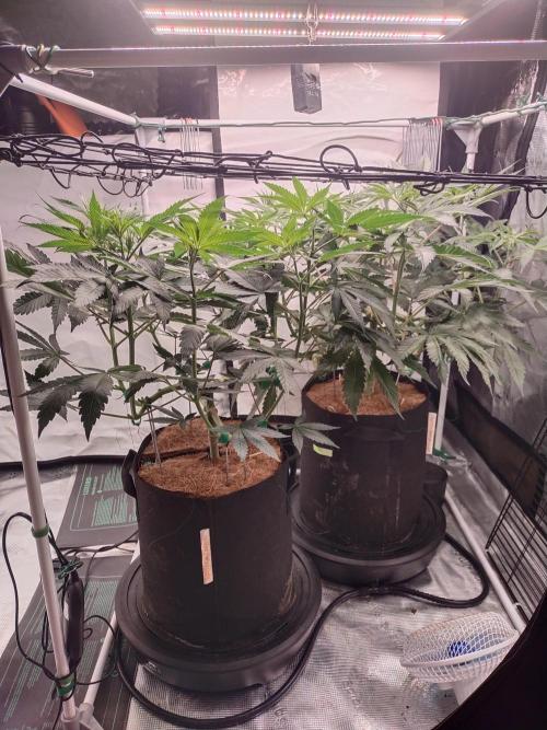 Bruce Banner#3. Week 9