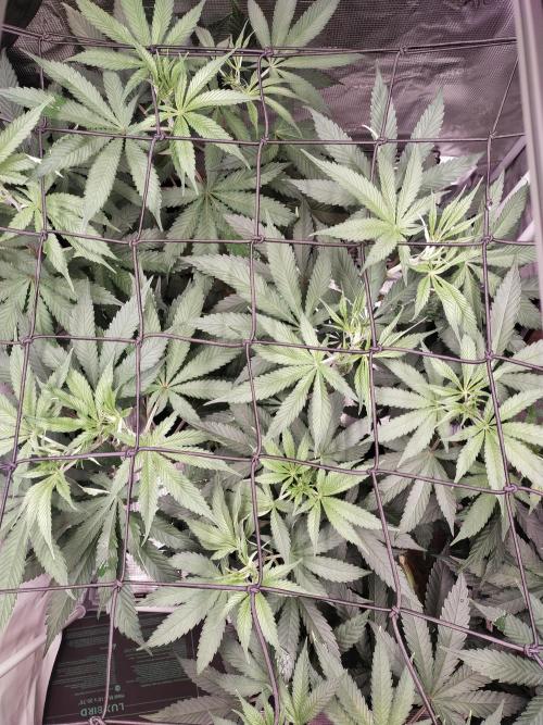 Bruce Banner#3. Week 9