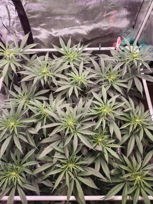 Bruce Banner#3. Week 10