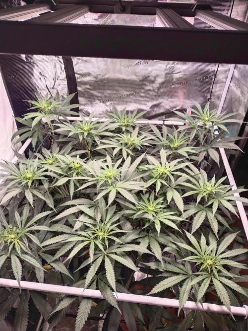 Bruce Banner#3. Week 10