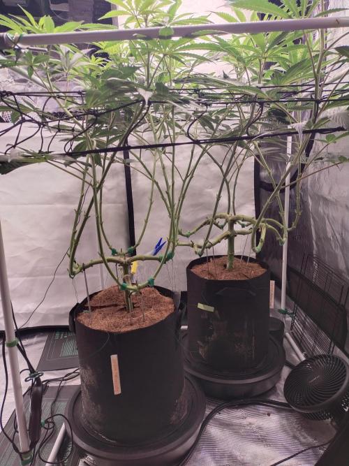 Bruce Banner#3. Week 10