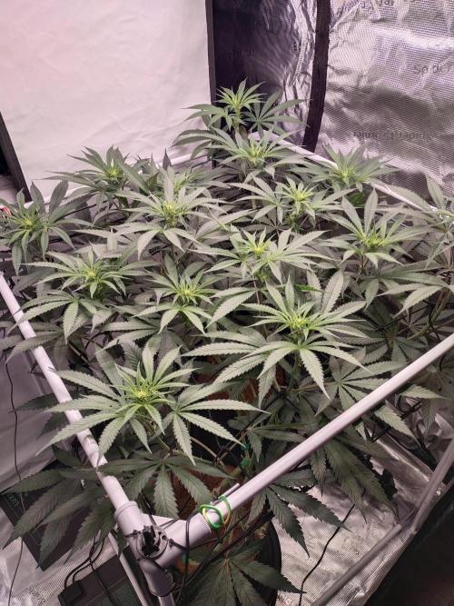 Bruce Banner#3. Week 10