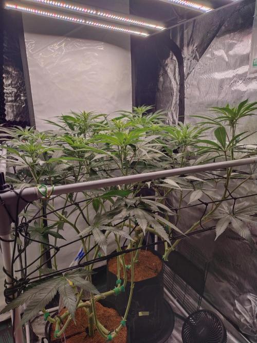 Bruce Banner#3. Week 10
