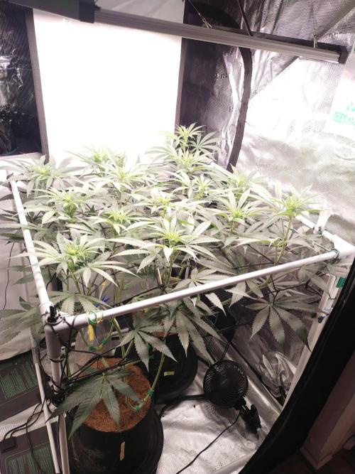 Bruce Banner#3. Week 10