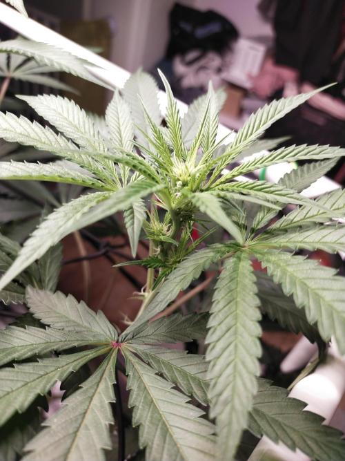 Bruce Banner#3. Week 10