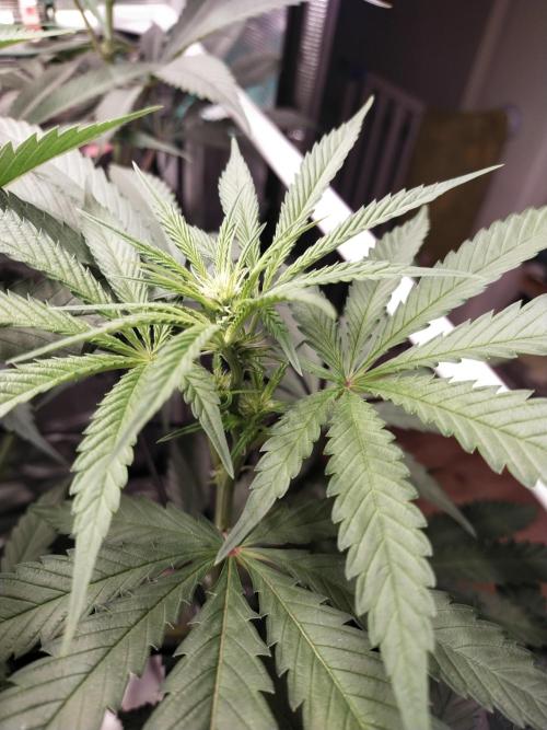 Bruce Banner#3. Week 10