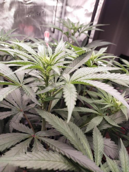 Bruce Banner#3. Week 10