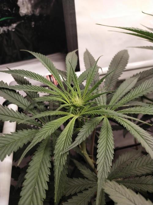 Bruce Banner#3. Week 10