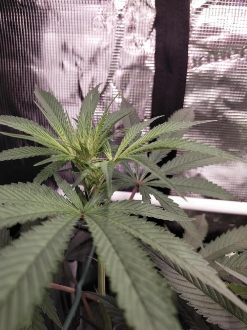 Bruce Banner#3. Week 10