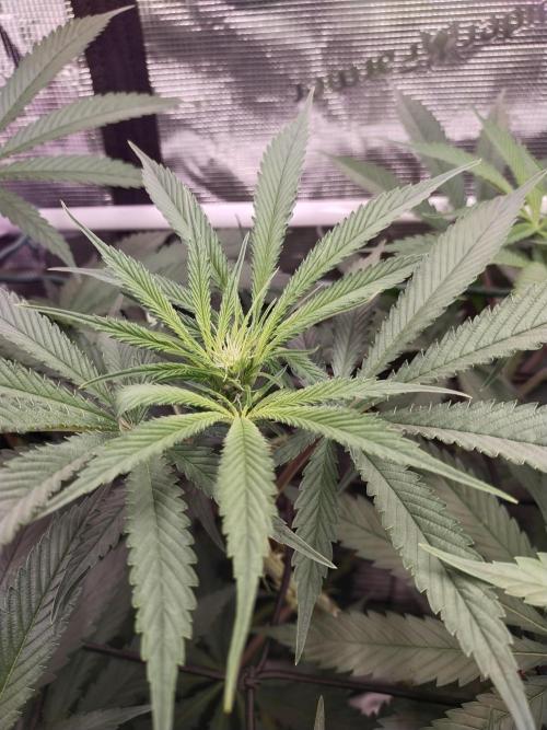 Bruce Banner#3. Week 10