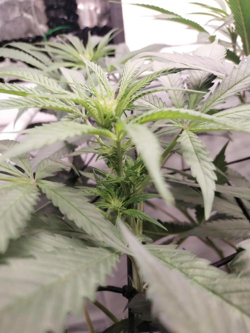 Bruce Banner#3. Week 10