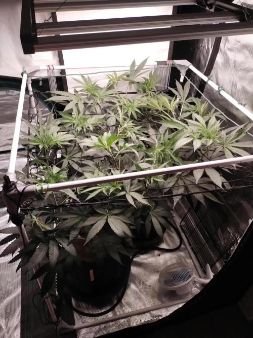 Grow Tent 5'x5'x6.5' (150cm x 150cm x 200cm). Week 10