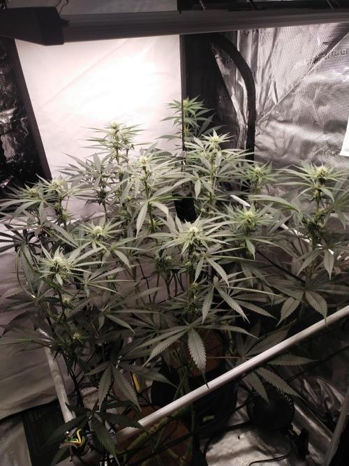 Bruce Banner#3. Week 11