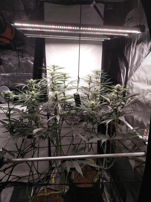Bruce Banner#3. Week 11