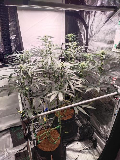 Bruce Banner#3. Week 11