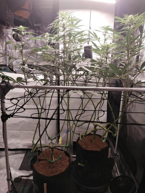 Bruce Banner#3. Week 11
