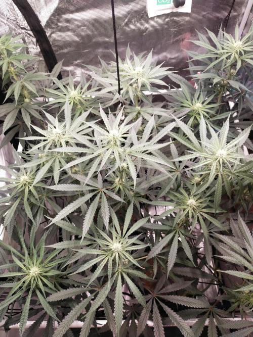 Bruce Banner#3. Week 11