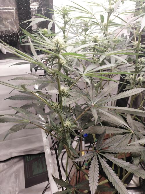 Bruce Banner#3. Week 11