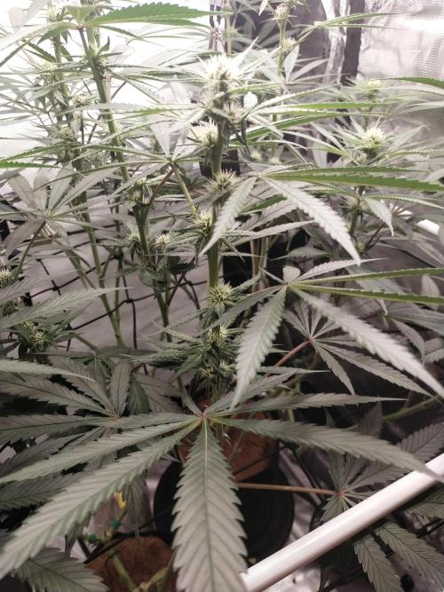 Bruce Banner#3. Week 11