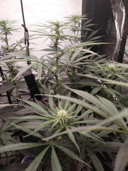 Bruce Banner#3. Week 11