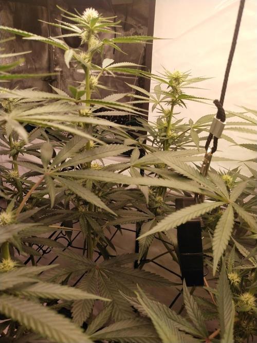 Bruce Banner#3. Week 11