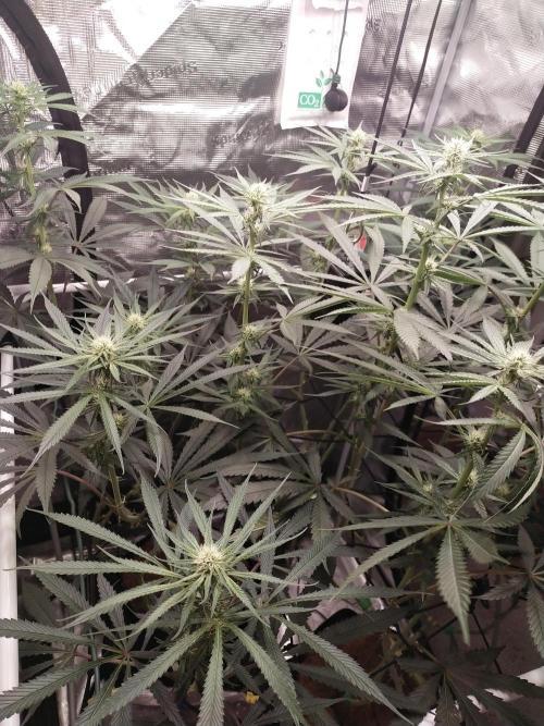 Bruce Banner#3. Week 11