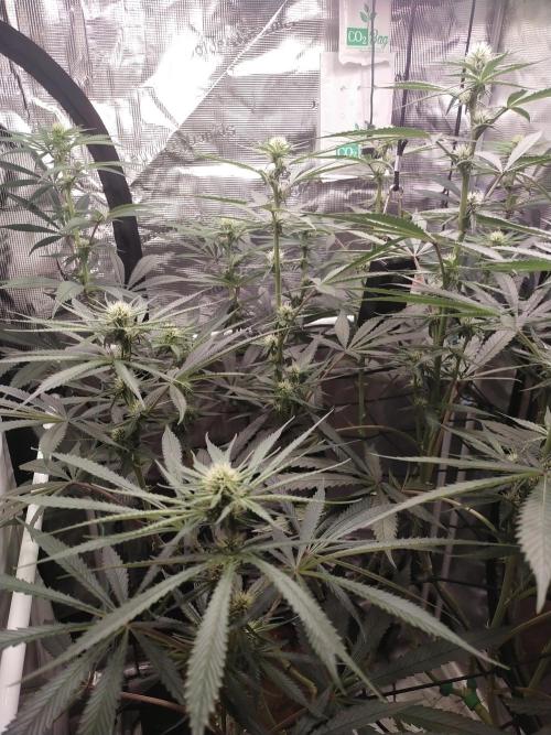 Bruce Banner#3. Week 11