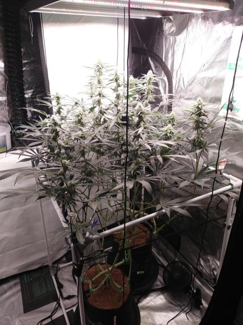 Bruce Banner#3. Week 12