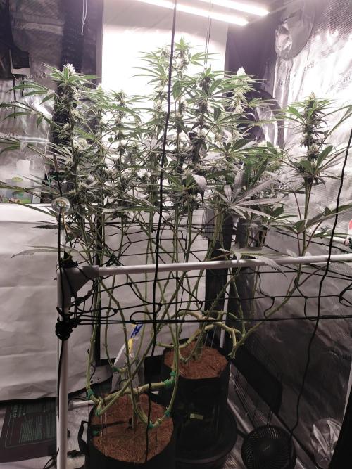 Bruce Banner#3. Week 12
