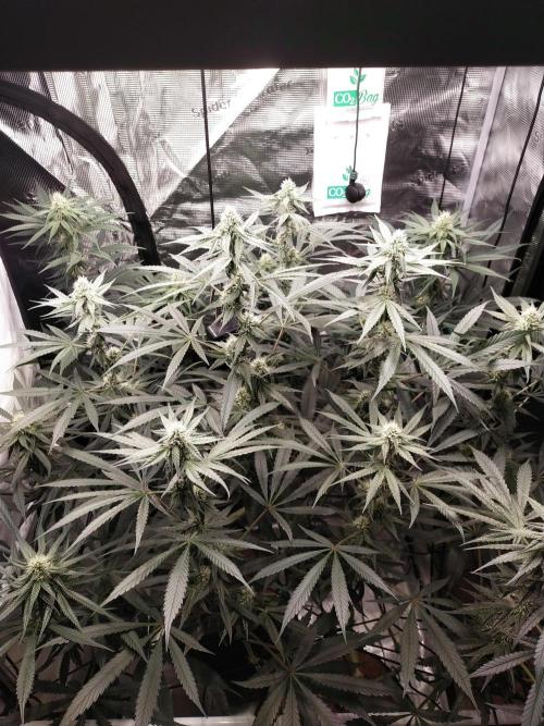 Bruce Banner#3. Week 12