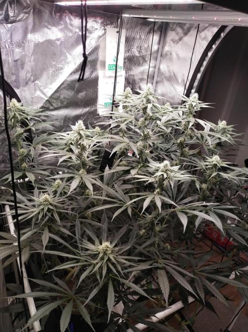 Bruce Banner#3. Week 12