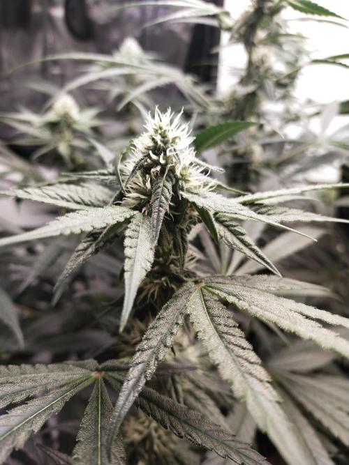 Bruce Banner#3. Week 12