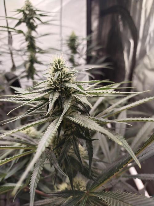 Bruce Banner#3. Week 12
