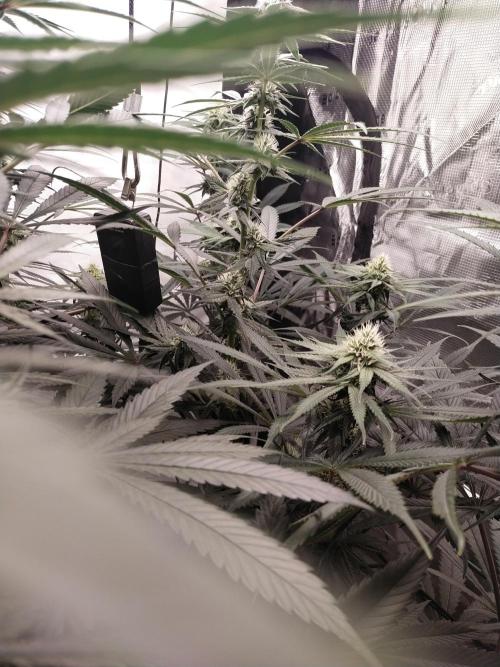 Bruce Banner#3. Week 12