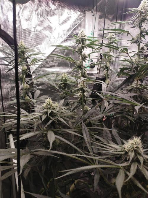 Bruce Banner#3. Week 12