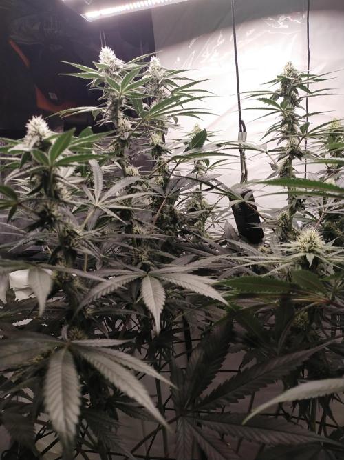 Bruce Banner#3. Week 12