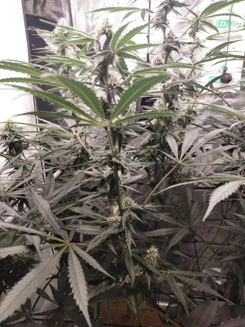 Bruce Banner#3. Week 12