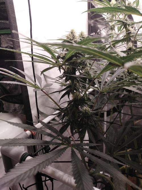 Bruce Banner#3. Week 12